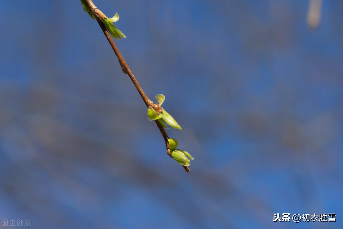 柳芽经典诗词鉴赏（早春柳芽唐诗6首）