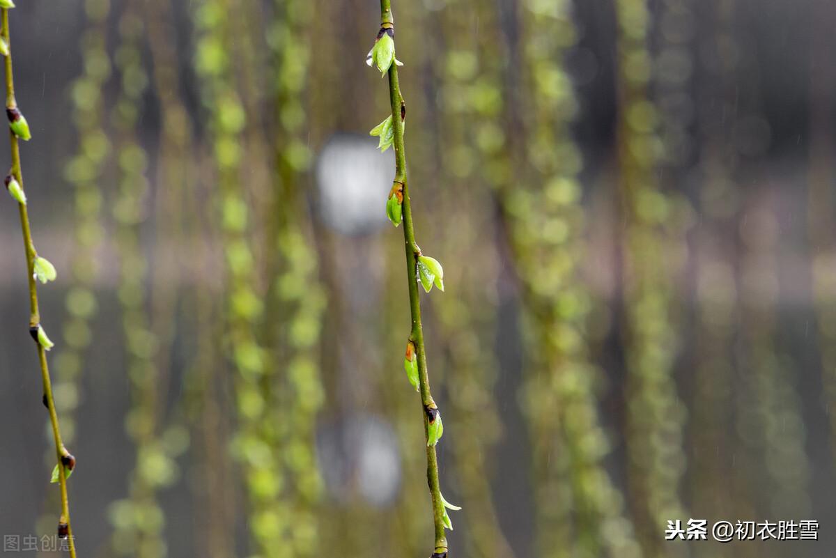 柳芽经典诗词鉴赏（早春柳芽唐诗6首）