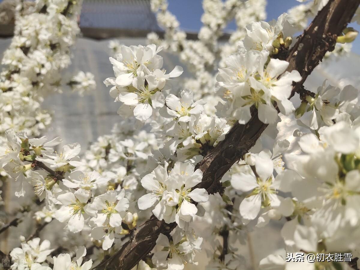 桃花经典诗词大全（元稹樱桃花丽古诗词两首）