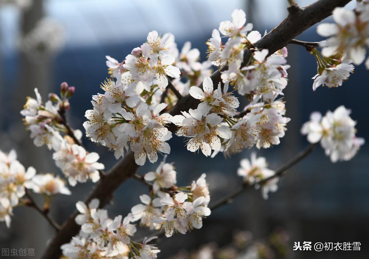 桃花经典诗词大全（元稹樱桃花丽古诗词两首）