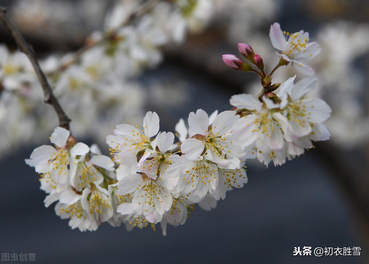 桃花经典诗词大全（元稹樱桃花丽古诗词两首）