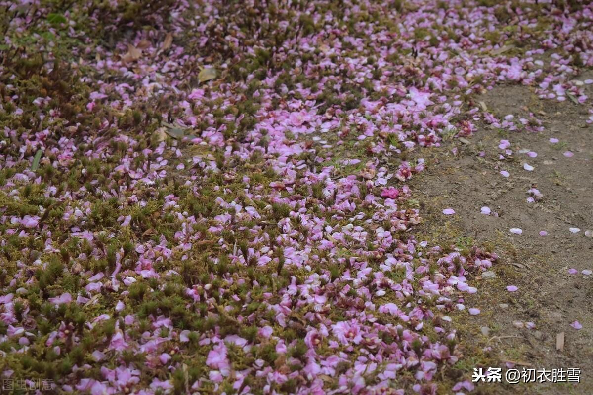 早春落梅花8首古诗词（山花开满谷，林香动落梅）