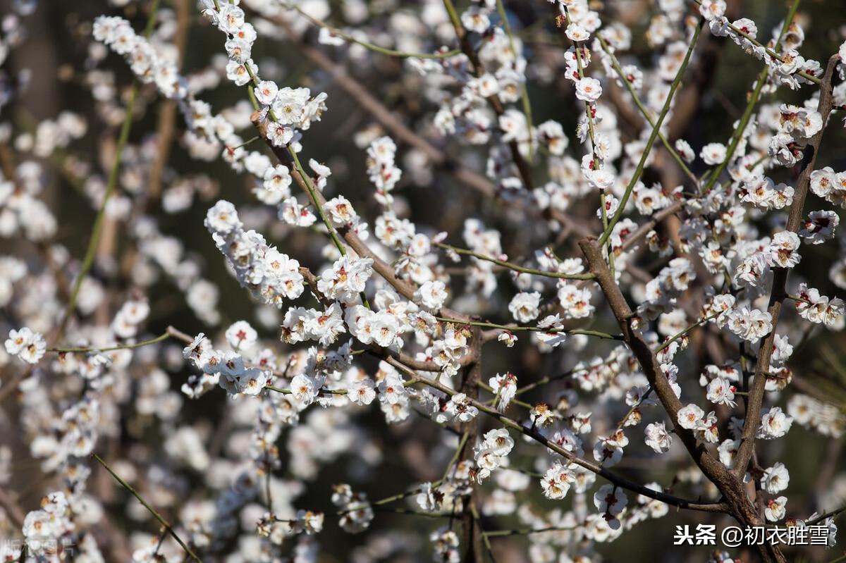 早春落梅花8首古诗词（山花开满谷，林香动落梅）