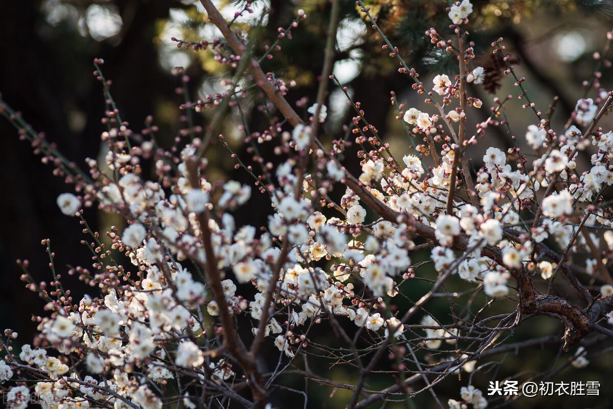 早春落梅花8首古诗词（山花开满谷，林香动落梅）