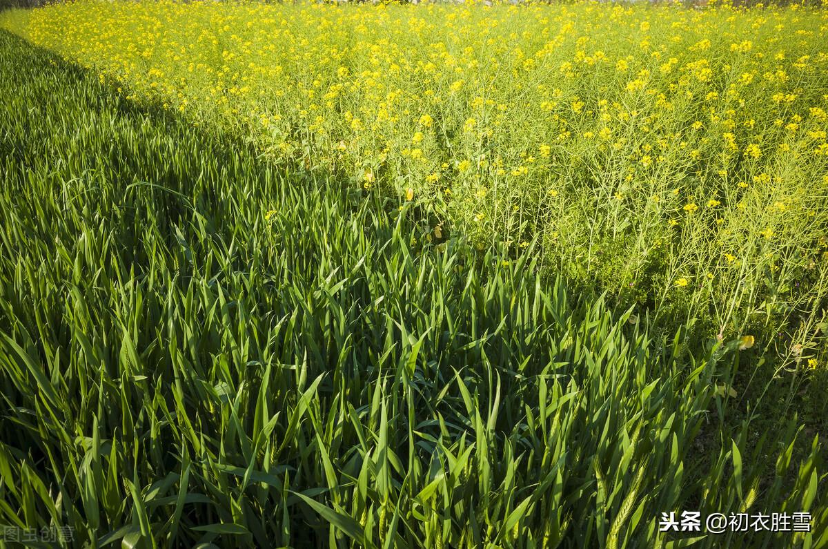 春草优美诗词五首（青青河畔草，春时春草生）