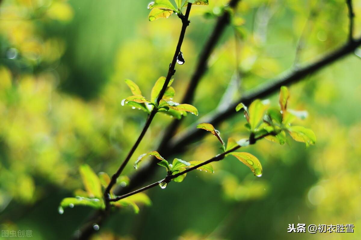 幂幂敛轻尘，濛濛湿野春（五言唐诗里的春雨四首）