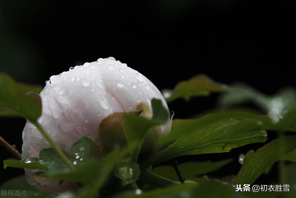 幂幂敛轻尘，濛濛湿野春（五言唐诗里的春雨四首）