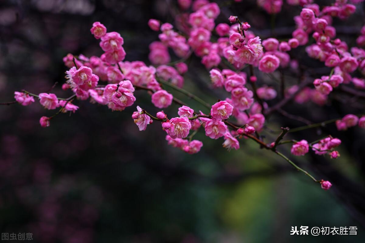 梅花经典诗词大全（梅花年芳7首）