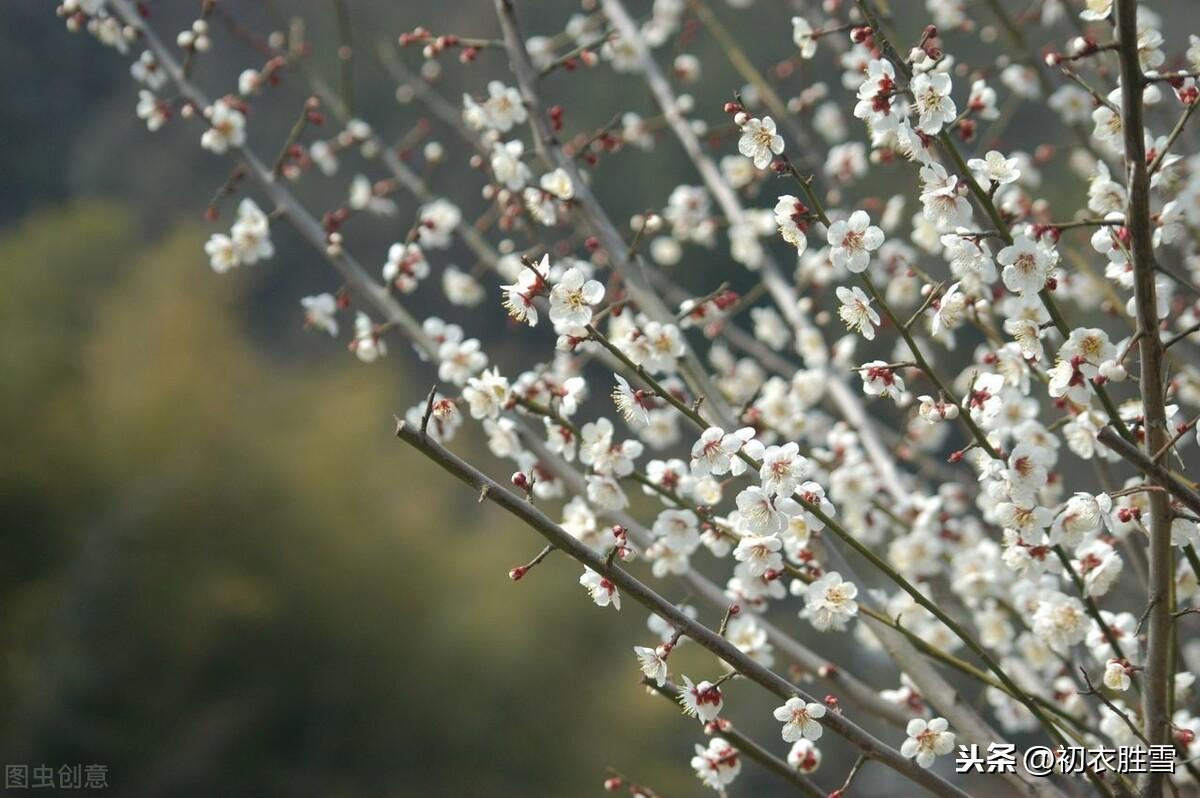 梅花经典诗词大全（梅花年芳7首）