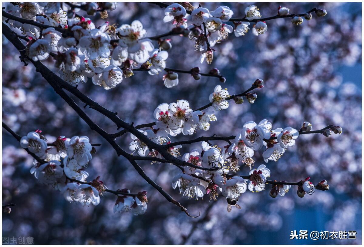 梅花经典诗词大全（梅花年芳7首）