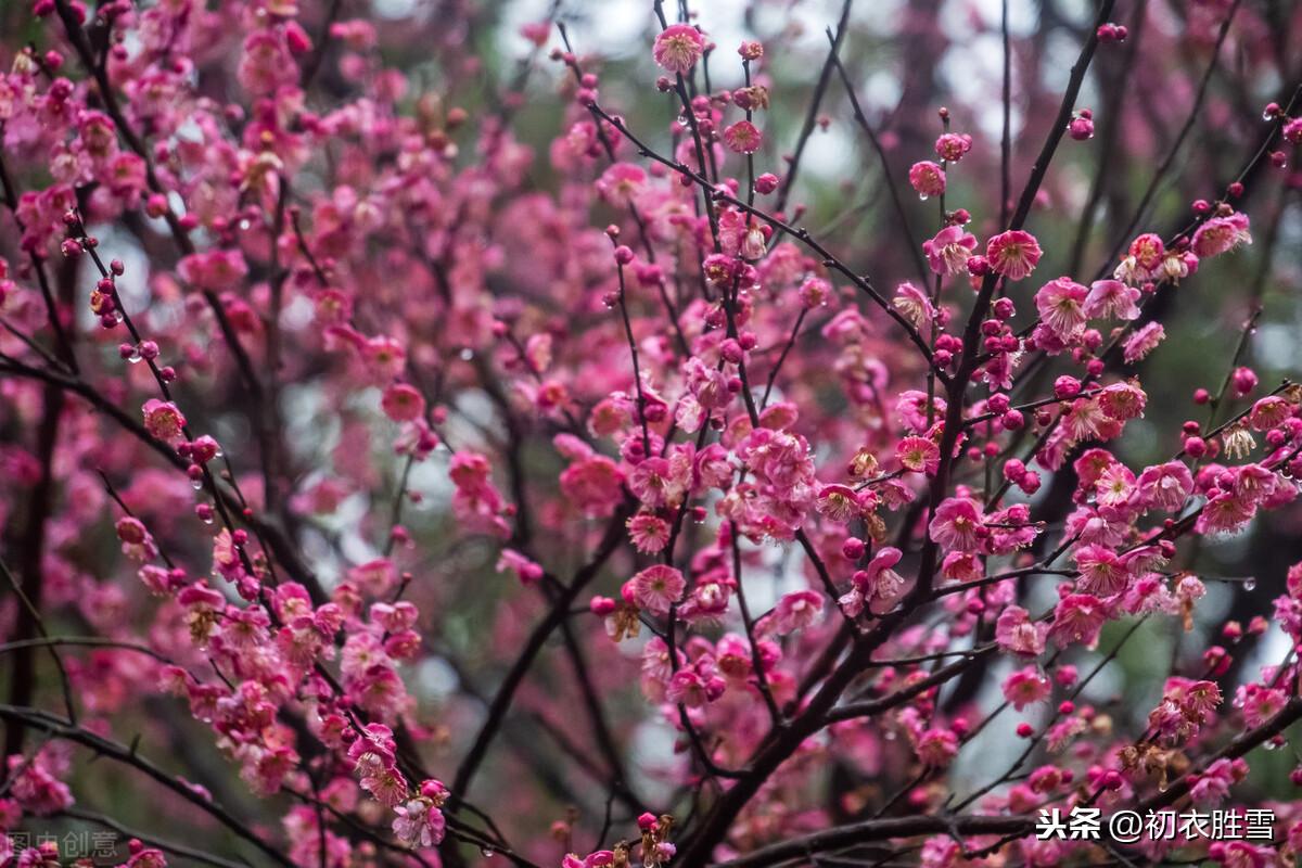 梅花经典诗词大全（梅花年芳7首）