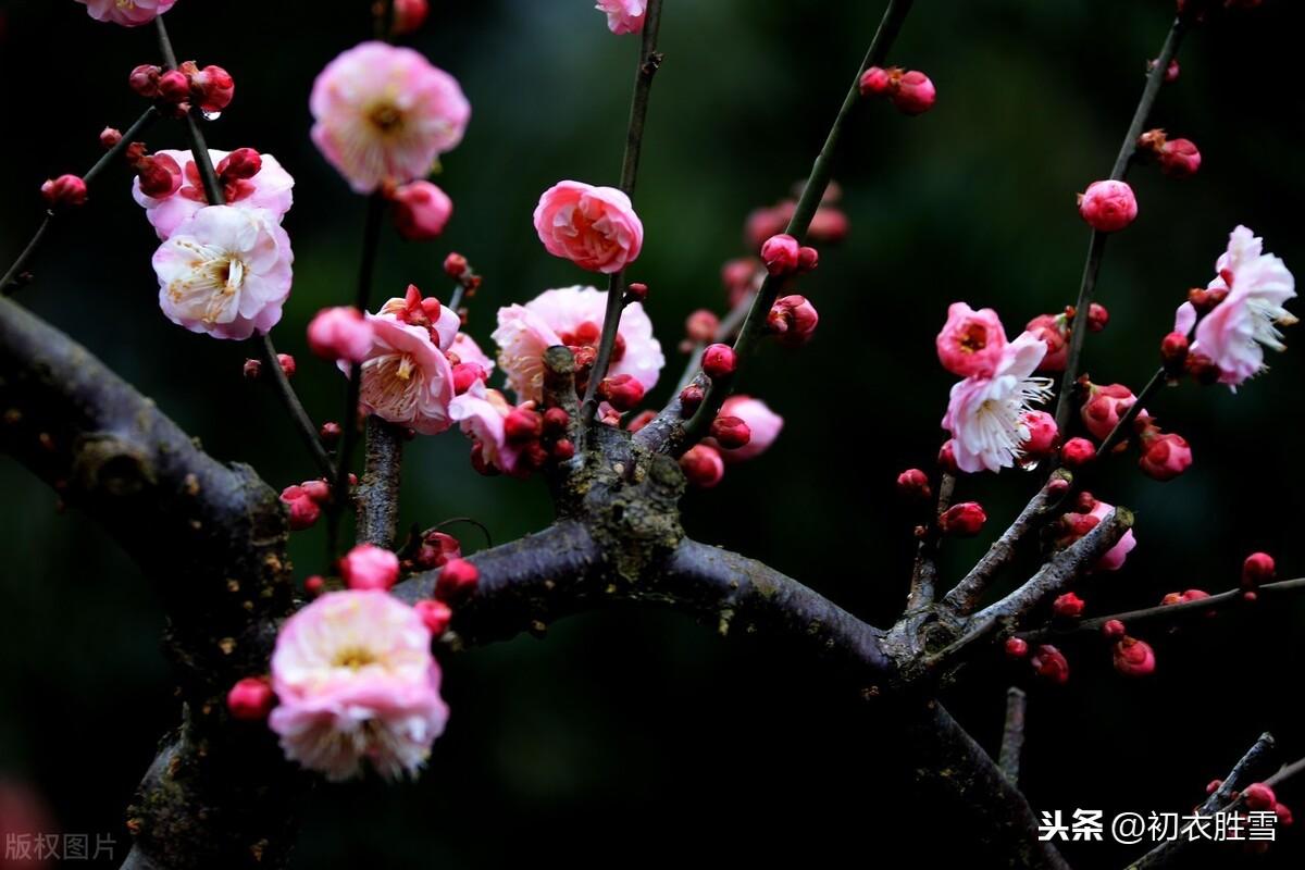 梅花经典诗词大全（梅花年芳7首）