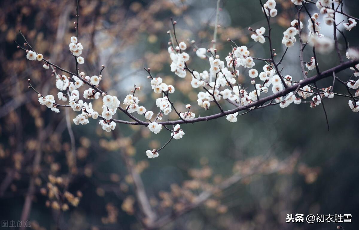 梅花经典诗词大全（梅花年芳7首）