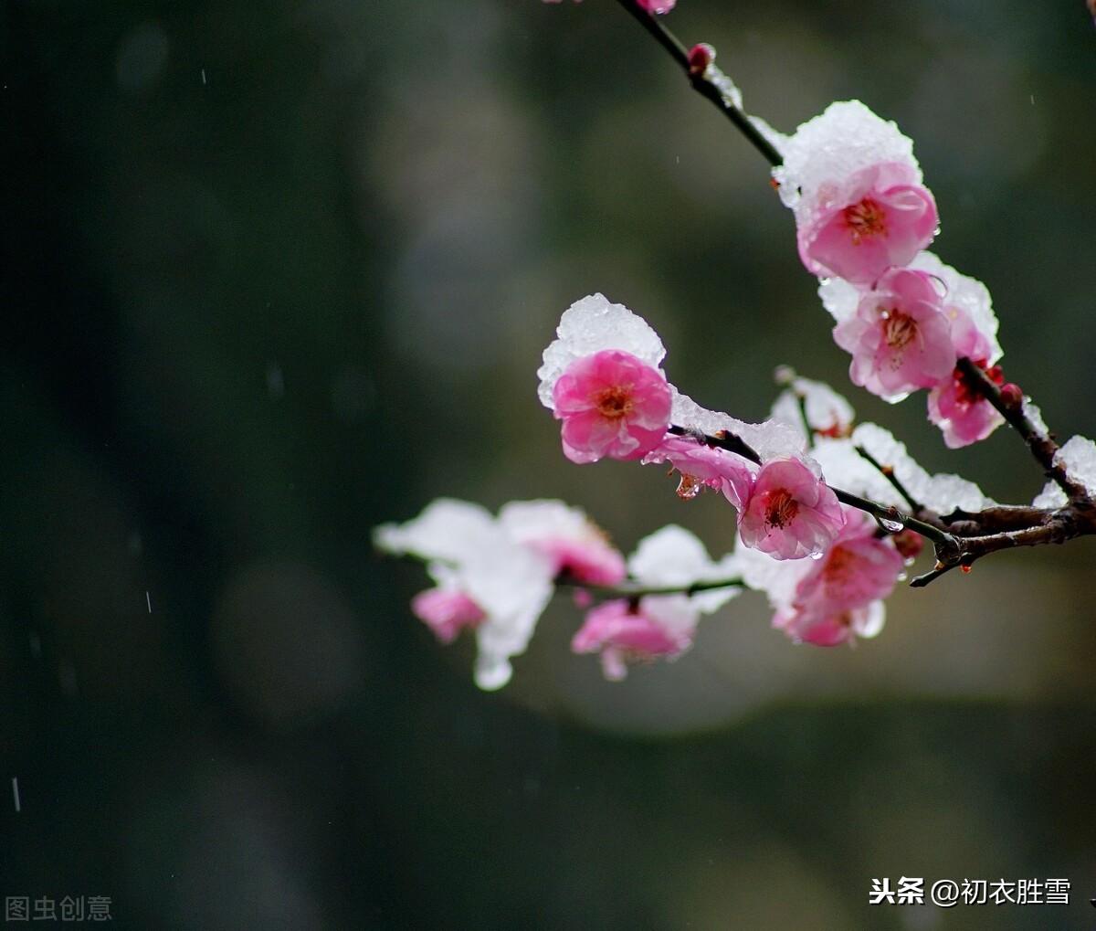 大寒节气梅花三首古诗词（不有大寒风气势，难开小朵玉精神）