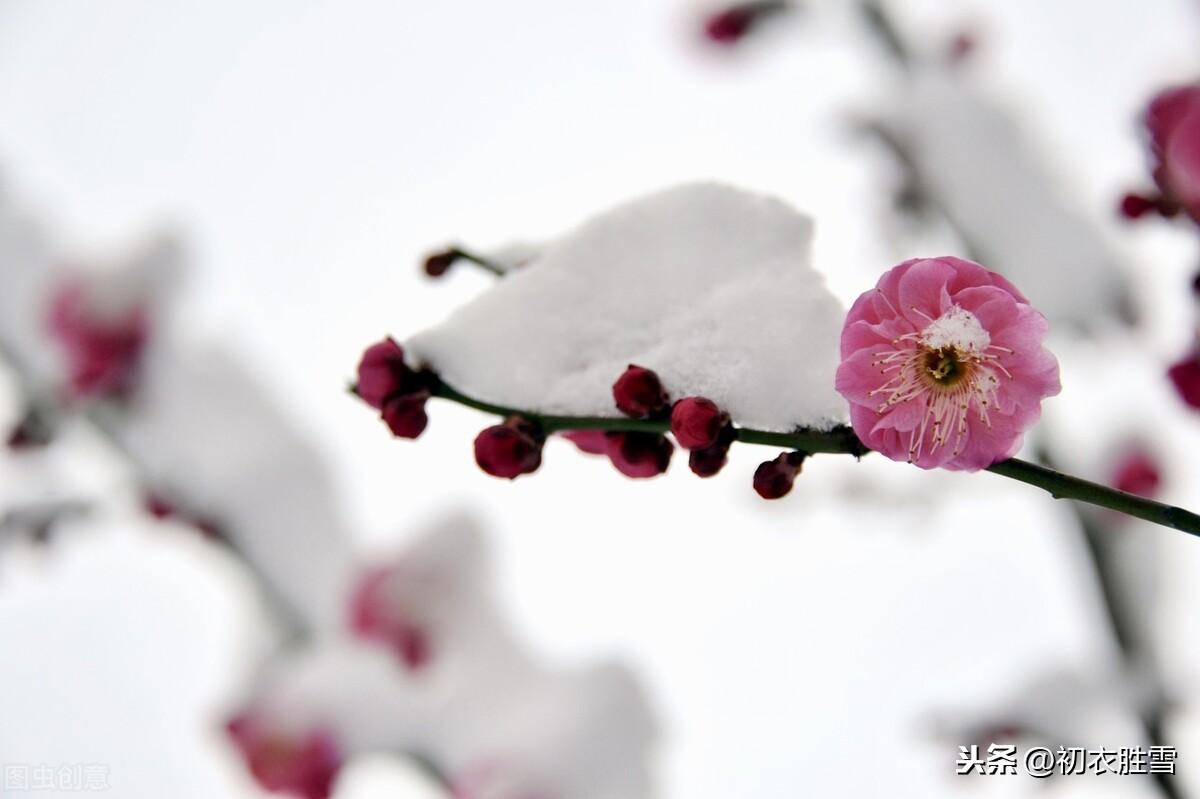 腊月花事梅花五首古诗词（一枝梅破腊，万象渐回春）