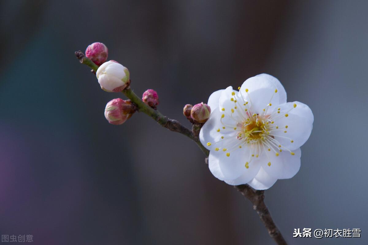 腊月花事梅花五首古诗词（一枝梅破腊，万象渐回春）