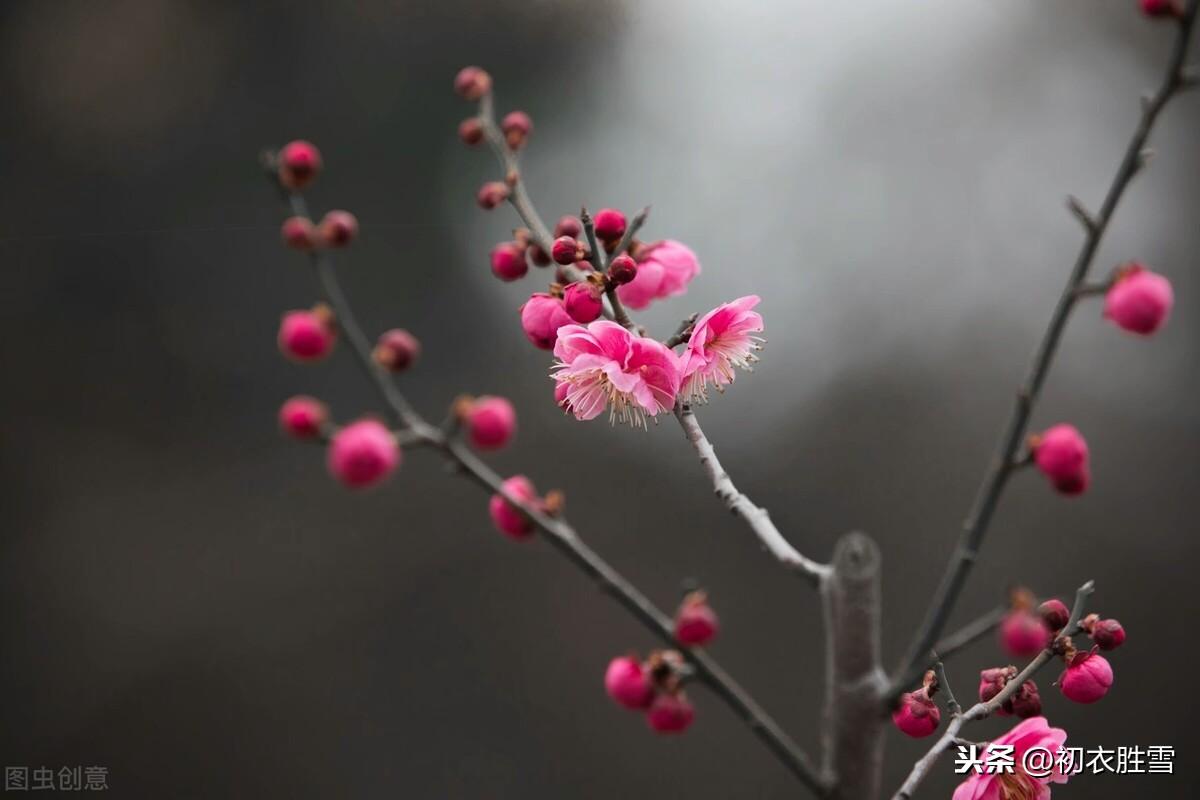 腊月花事梅花五首古诗词（一枝梅破腊，万象渐回春）