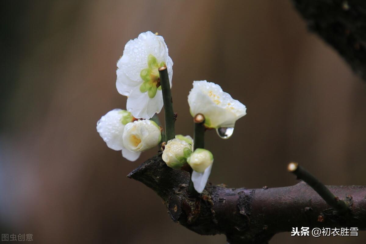 腊月花事梅花五首古诗词（一枝梅破腊，万象渐回春）