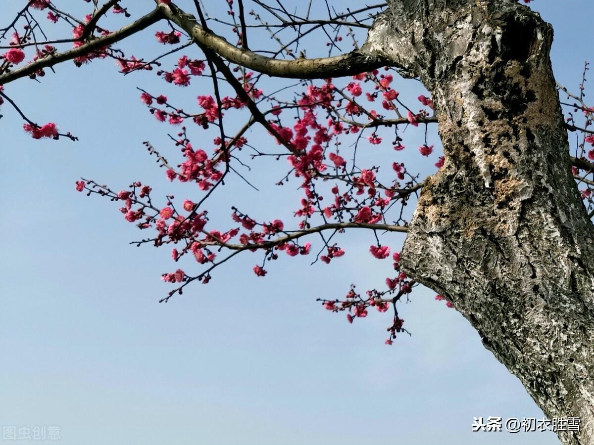 梅花经典诗词大全（爱国梅花三首古诗词）