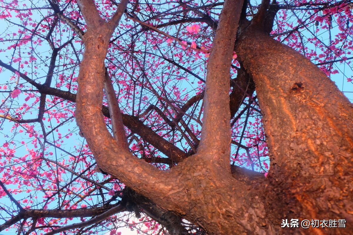 梅花经典诗词大全（爱国梅花三首古诗词）