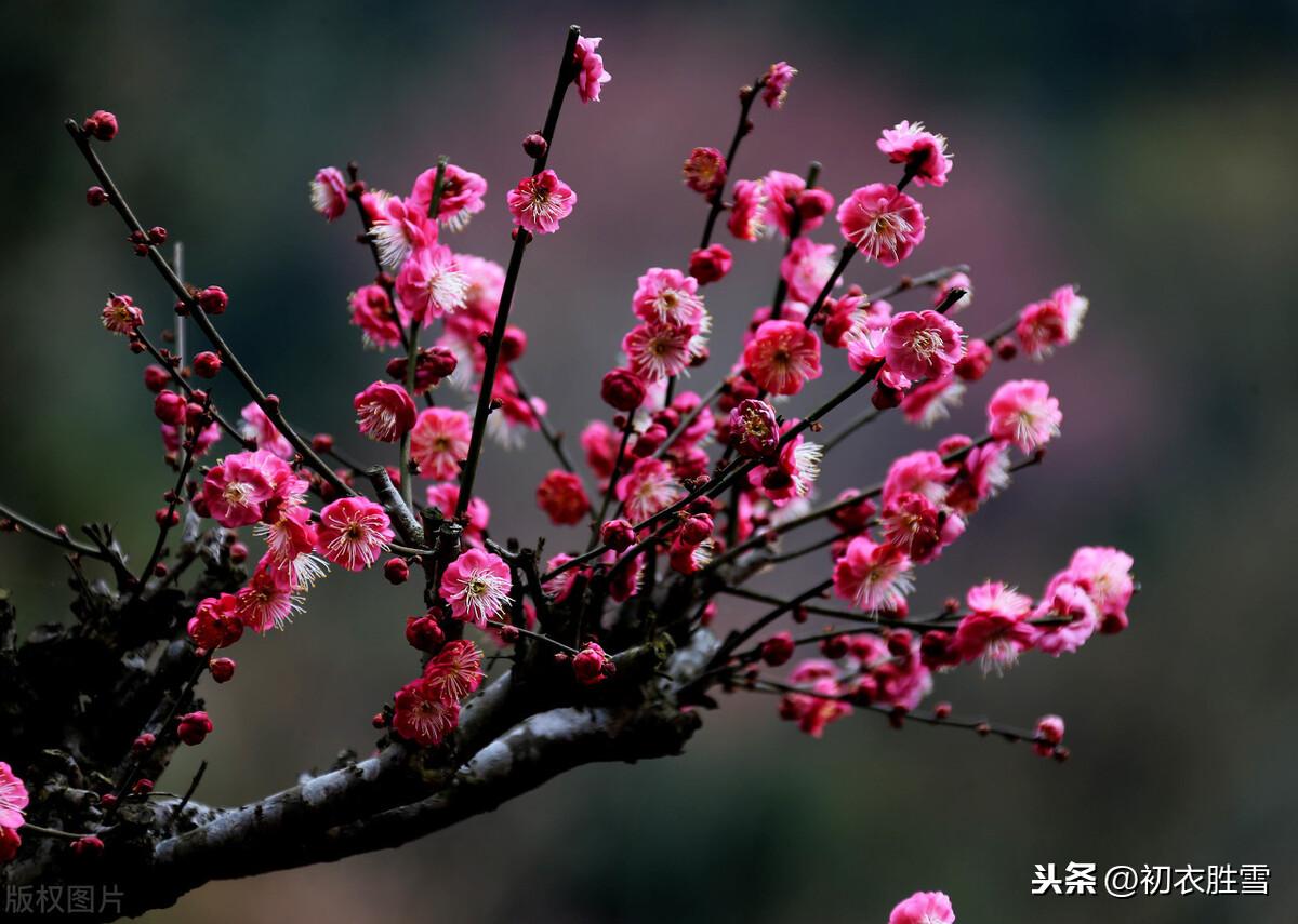 梅花经典诗词大全（爱国梅花三首古诗词）