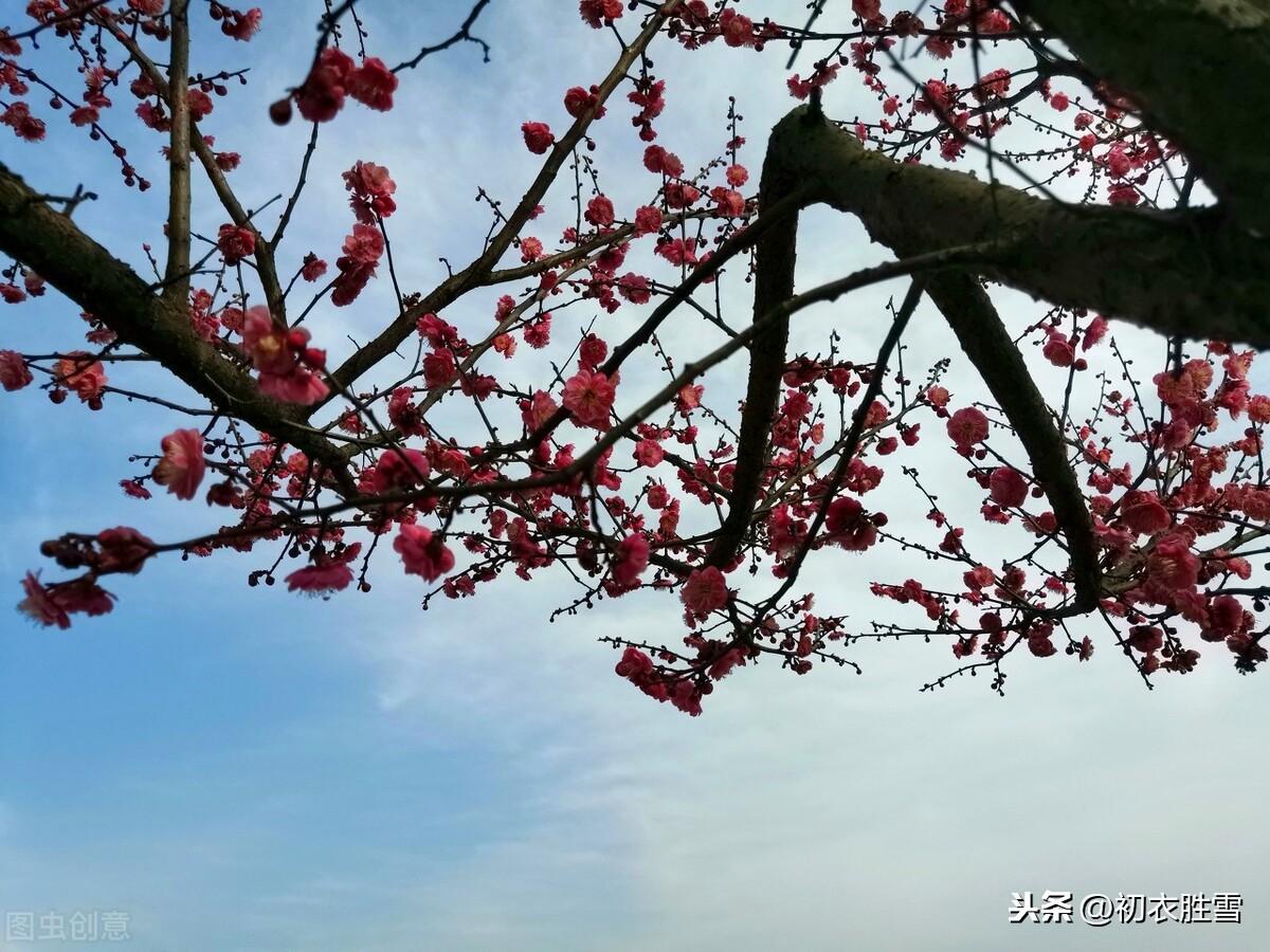 梅花经典诗词大全（爱国梅花三首古诗词）