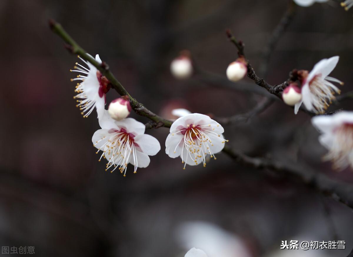 赞美梅花的经典诗词句（蕴藉温柔的梅花古诗词）