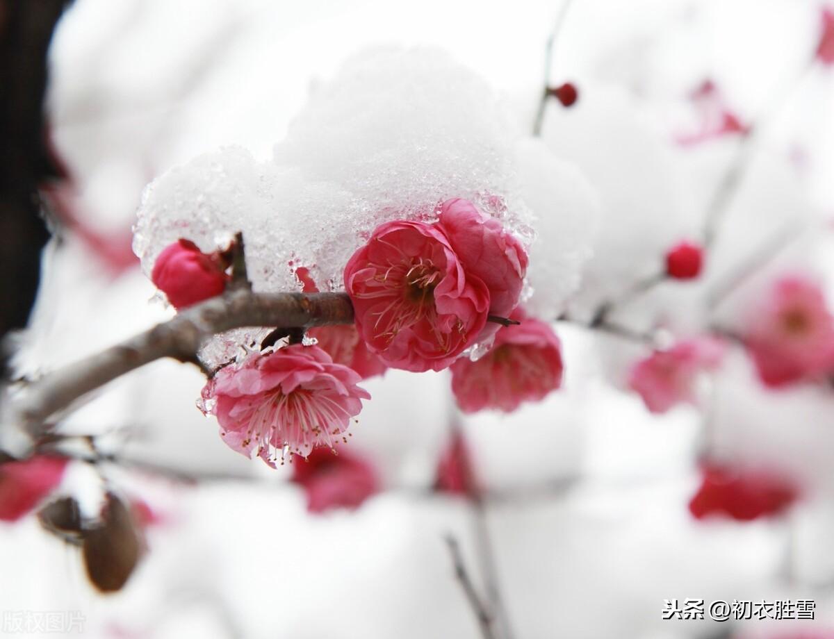 梅雪经典诗词有哪些（腊前梅雪古诗6首）