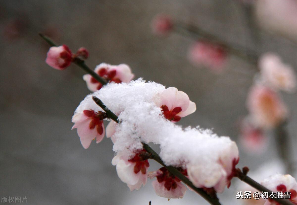 梅雪经典诗词有哪些（腊前梅雪古诗6首）