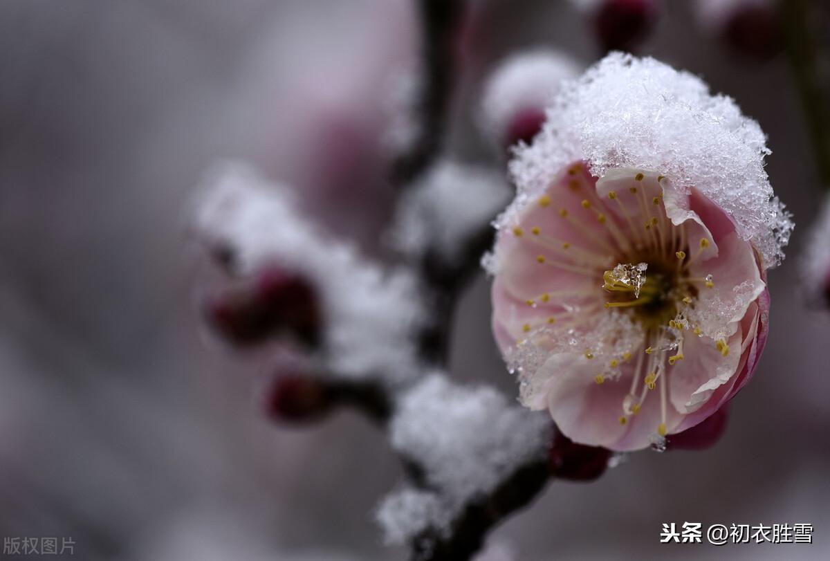 梅雪经典诗词有哪些（腊前梅雪古诗6首）