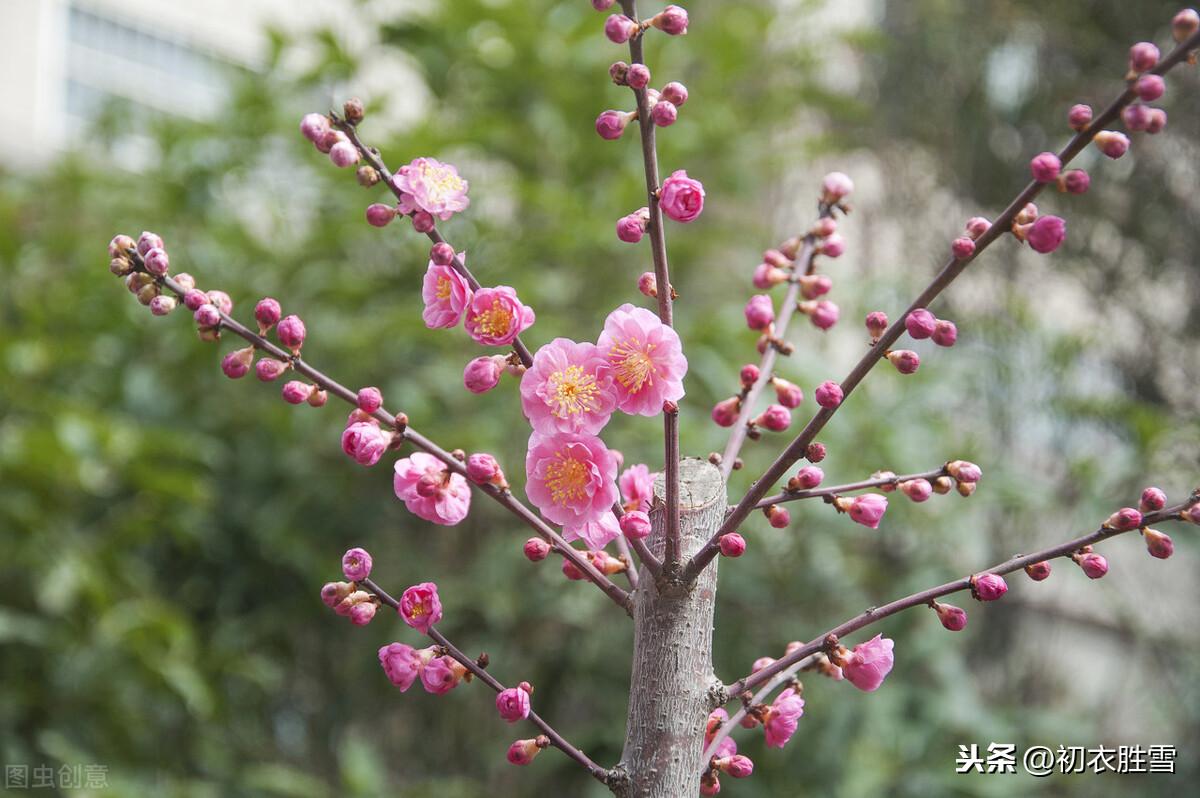 小寒经典诗词大全（小寒节气晏殊词）