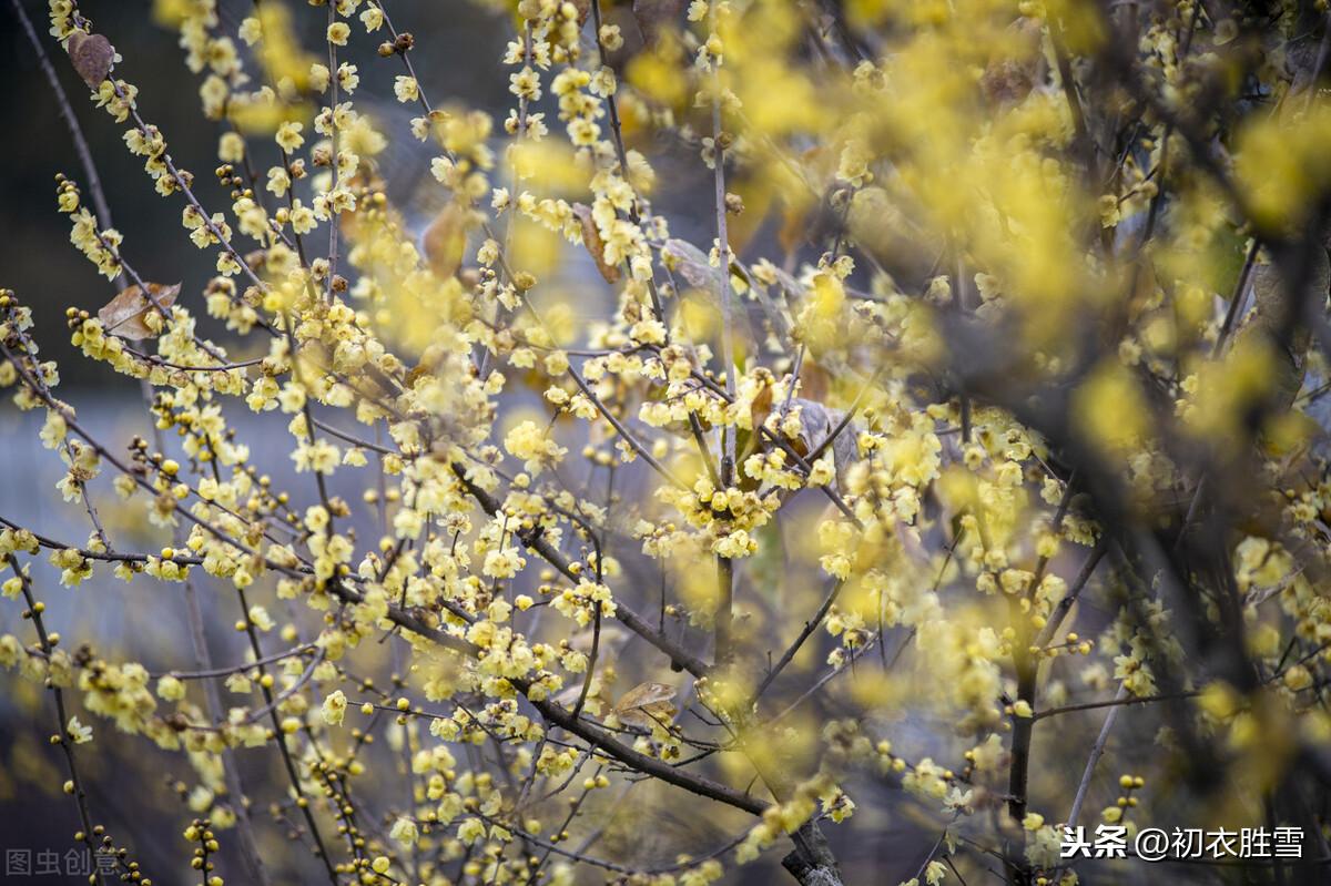 小寒节气腊梅花5首古诗词（先于早梅开，从来傲雪霜）