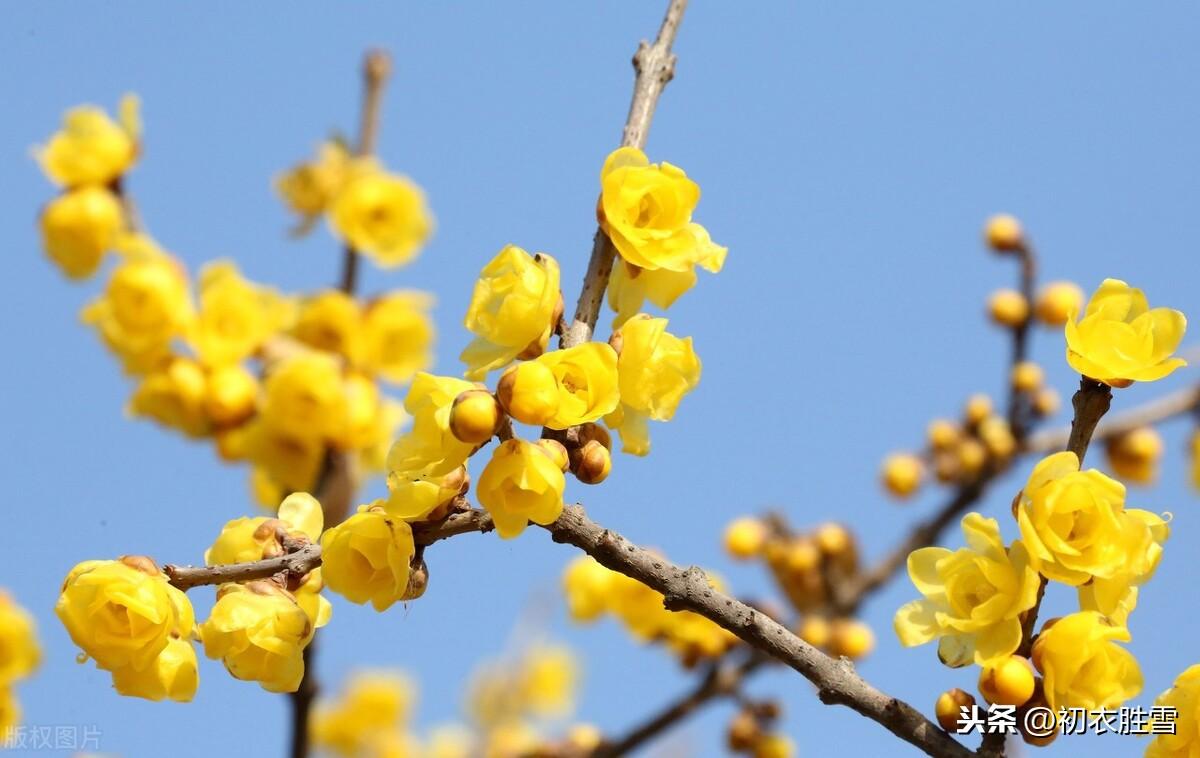 小寒节气腊梅花5首古诗词（先于早梅开，从来傲雪霜）