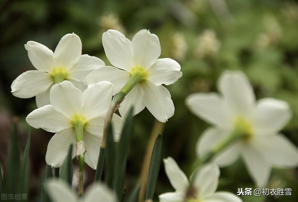 水仙花经典诗词大全（黄庭坚水仙花四首古诗）