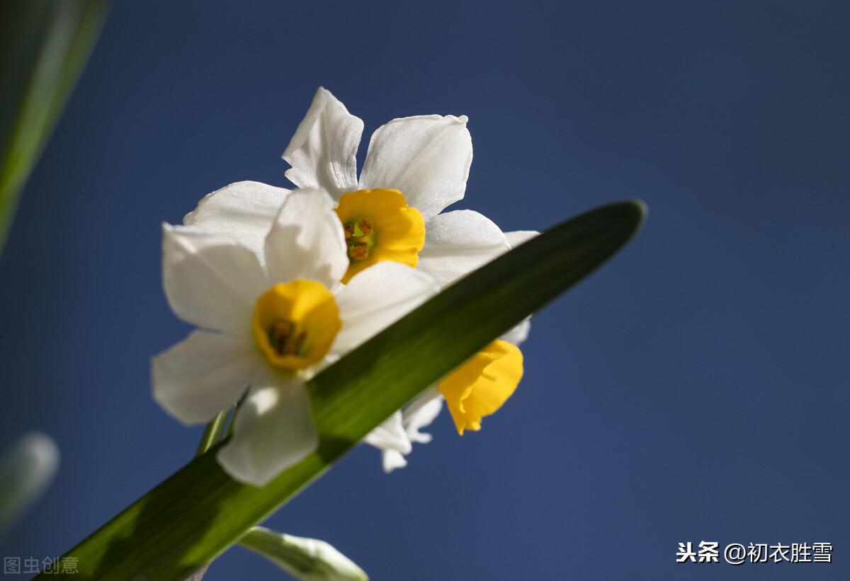 水仙花经典诗词大全（黄庭坚水仙花四首古诗）