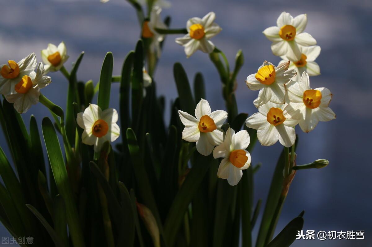 水仙花经典诗词大全（黄庭坚水仙花四首古诗）