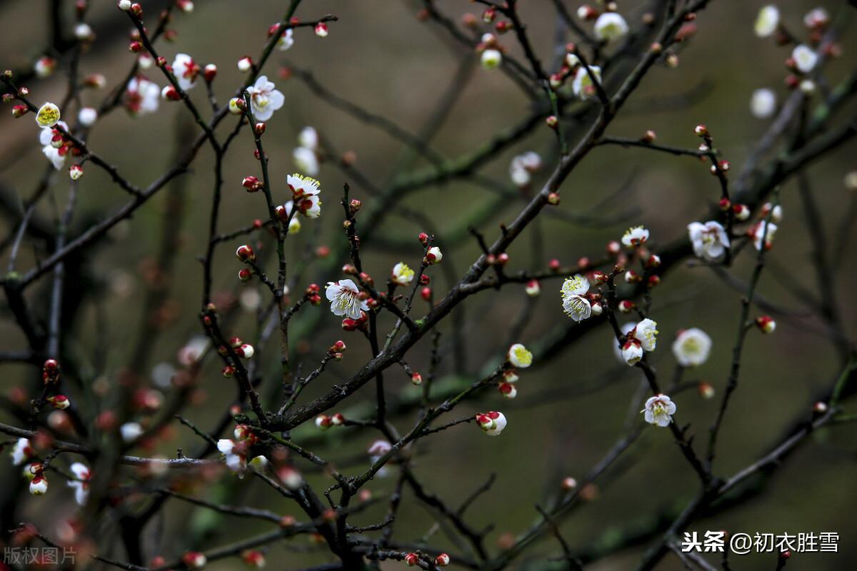 梅花经典诗词大全（苏曼殊梅花诗词四首）