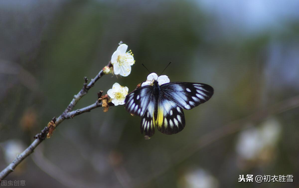 梅花经典诗词大全（苏曼殊梅花诗词四首）