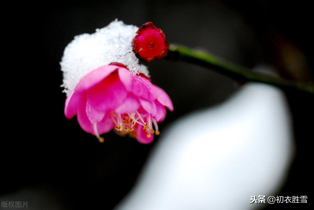 梅花经典诗词大全（风雪唯美梅花五首古诗）