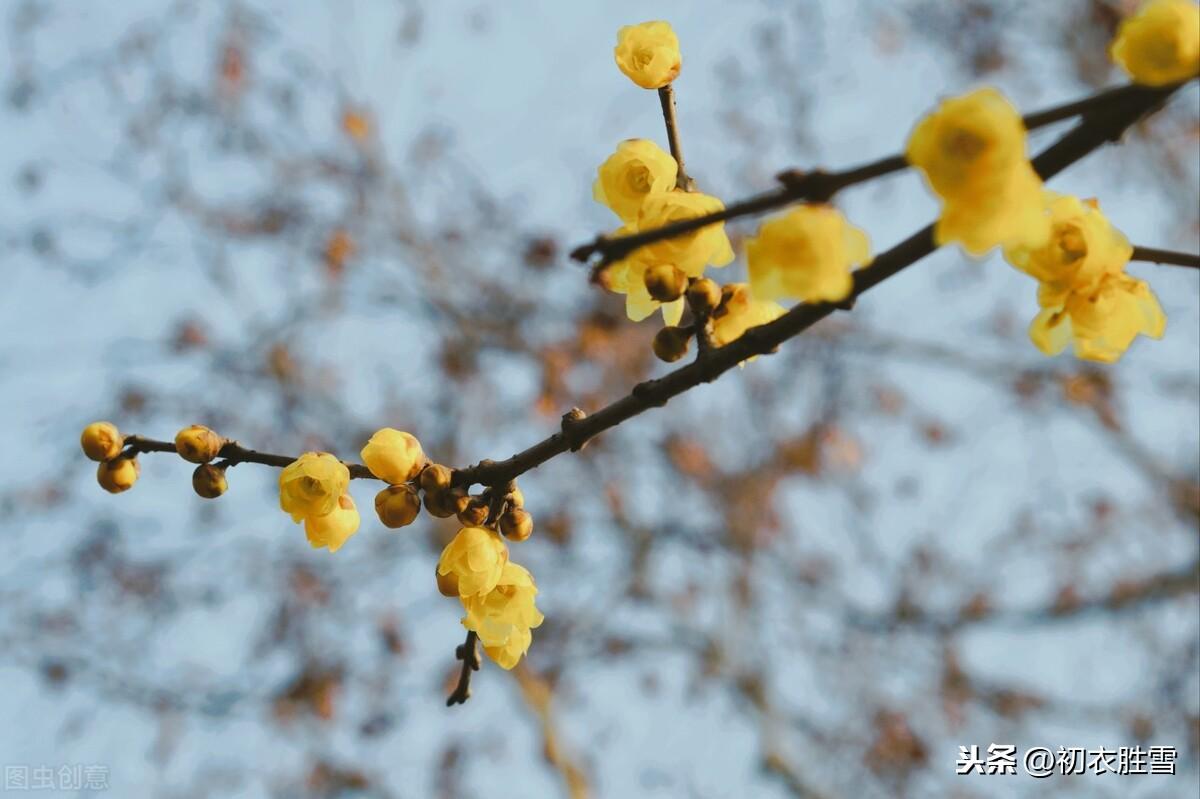 冬日经典诗词大全（冬日名花蜡梅4首古诗）