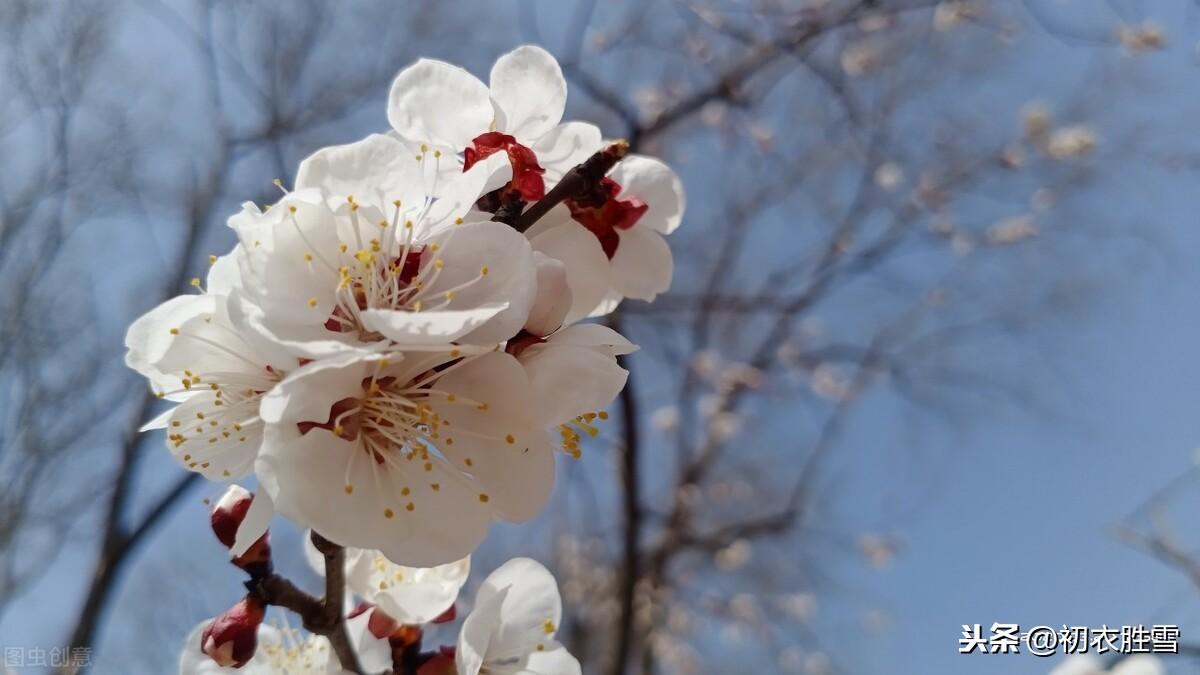 梅花释然经典诗词（冬夜梅花诗词7首鉴赏）