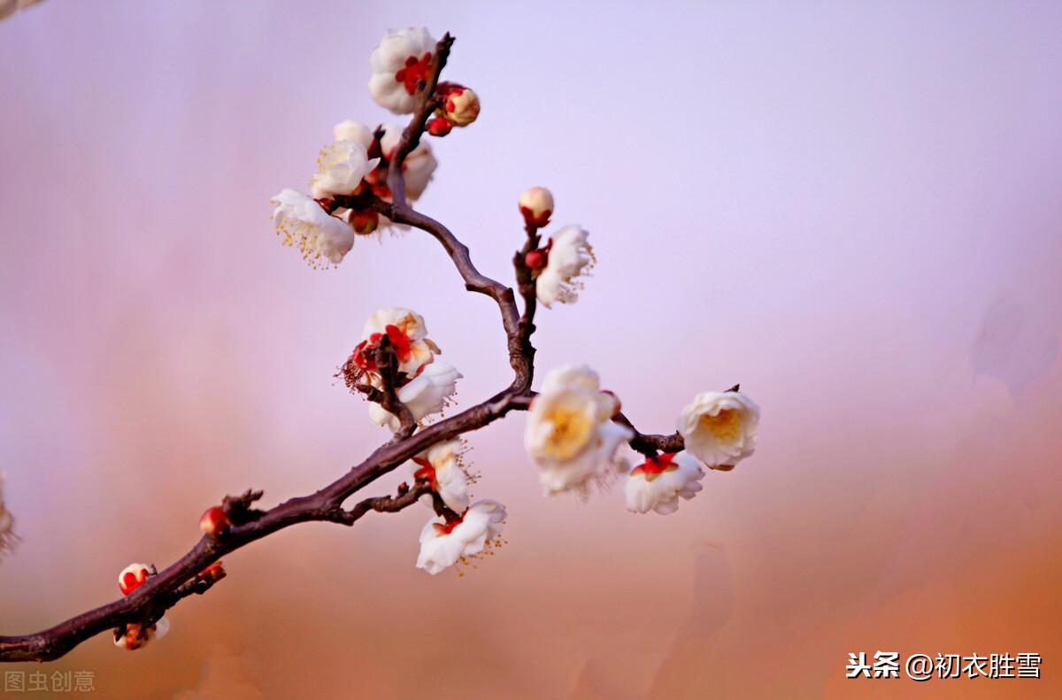 咏梅花经典诗词推荐（雨中清泪无人见，雪屋冰床月为魂）