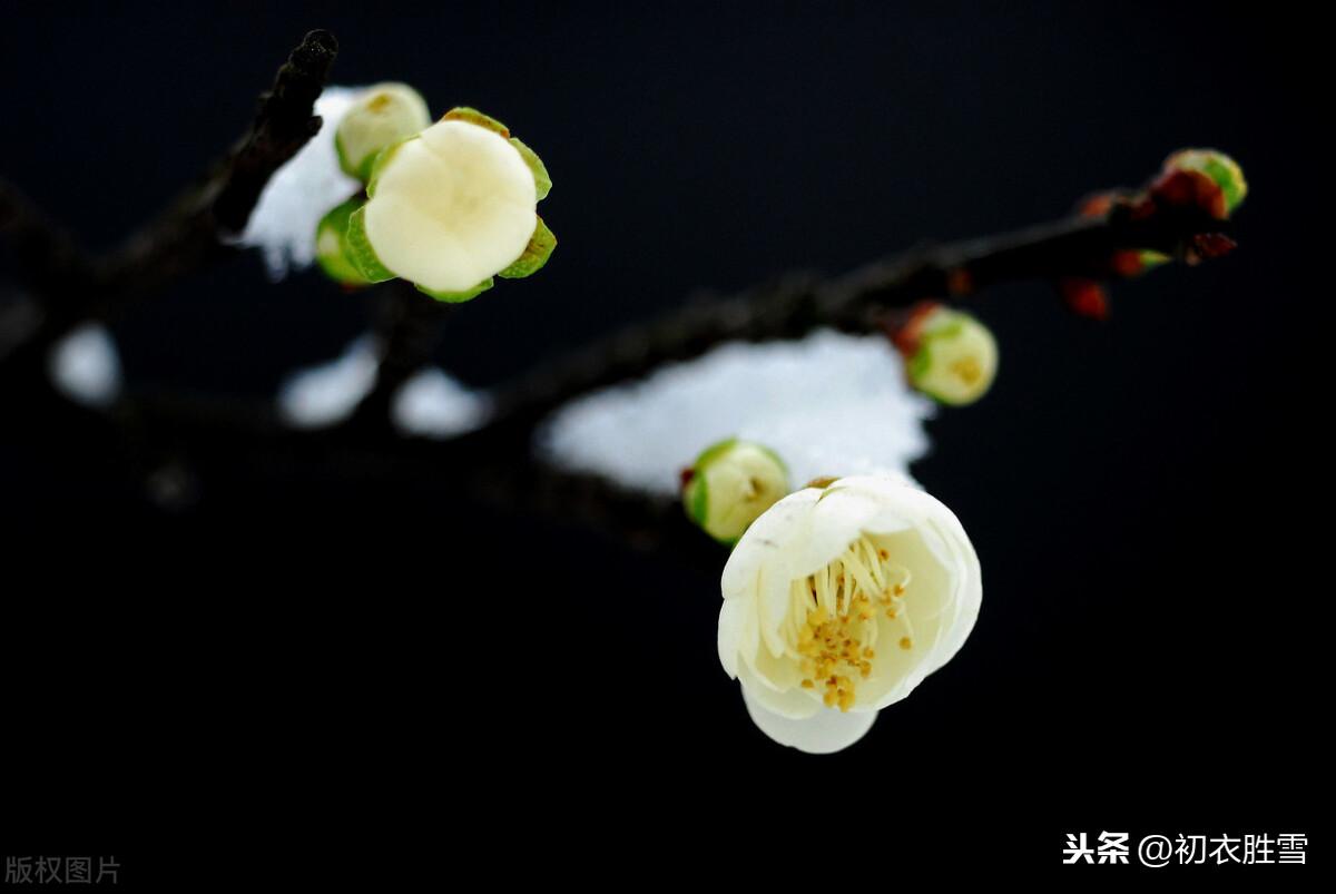 咏梅花经典诗词推荐（雨中清泪无人见，雪屋冰床月为魂）