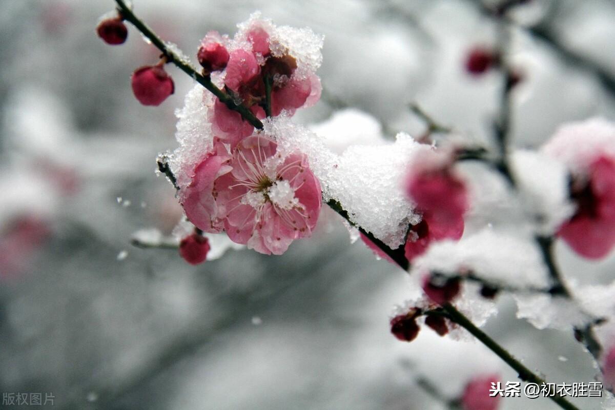 咏梅花经典诗词推荐（雨中清泪无人见，雪屋冰床月为魂）