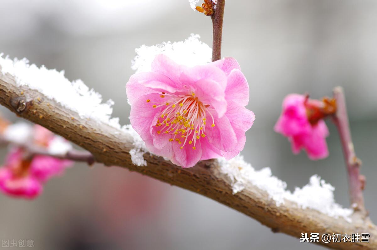 咏梅花经典诗词推荐（雨中清泪无人见，雪屋冰床月为魂）