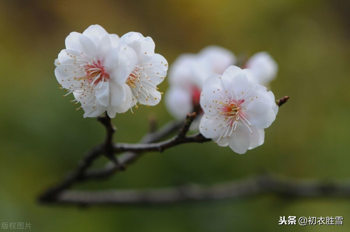 咏梅花经典诗词推荐（雨中清泪无人见，雪屋冰床月为魂）