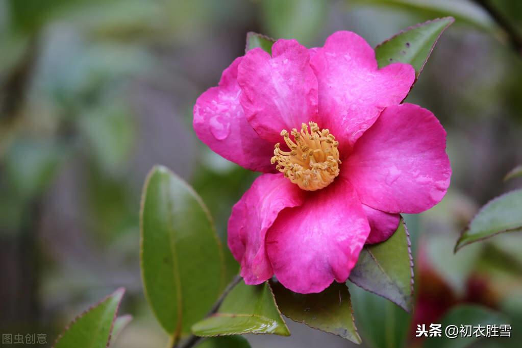 冬日茶花唯美古诗七首（牡丹枉用三春力，开得方知不是花）