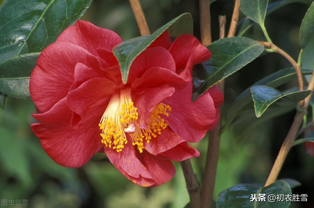 冬日茶花唯美古诗七首（牡丹枉用三春力，开得方知不是花）