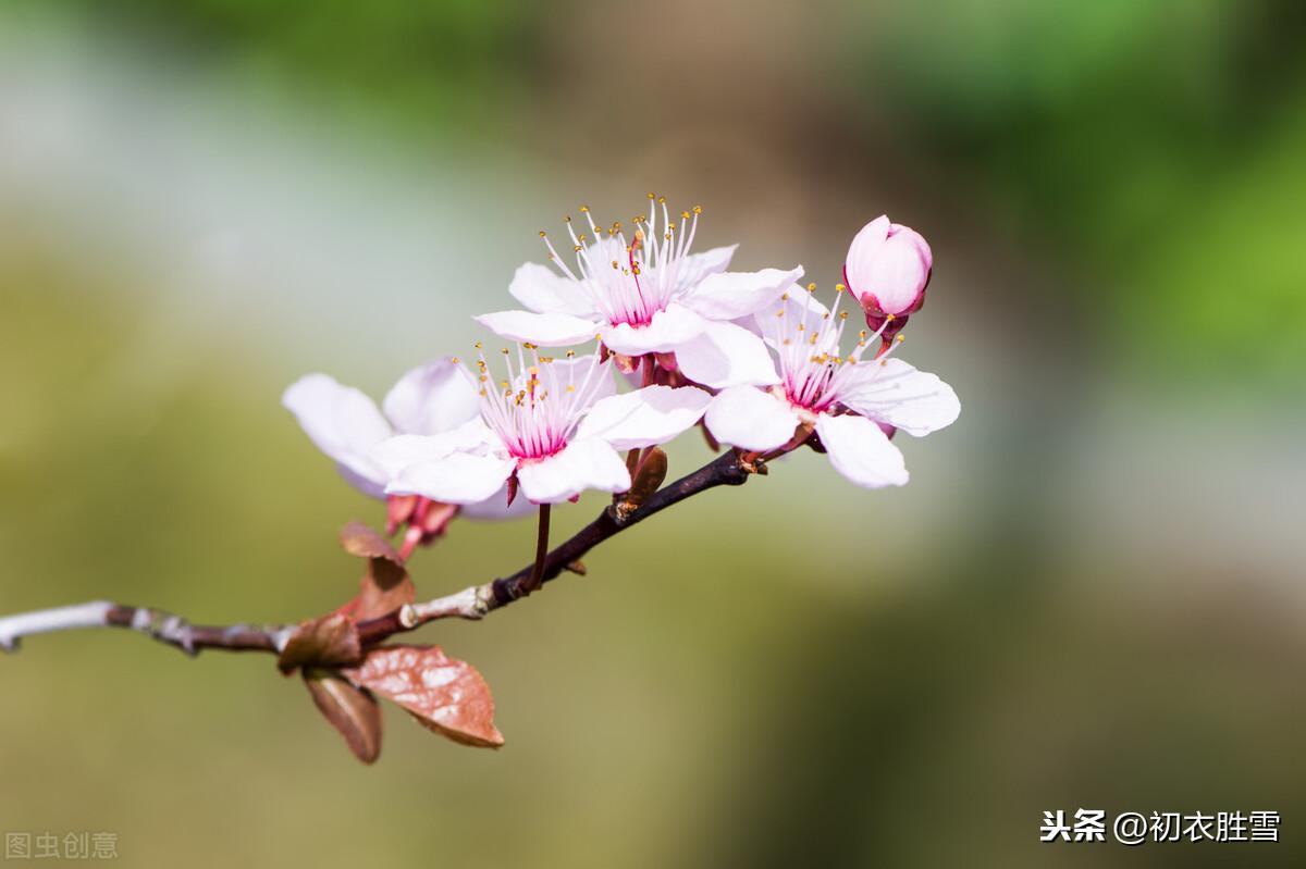 立冬经典诗词大全（十月谁云春小，一年两见春花）