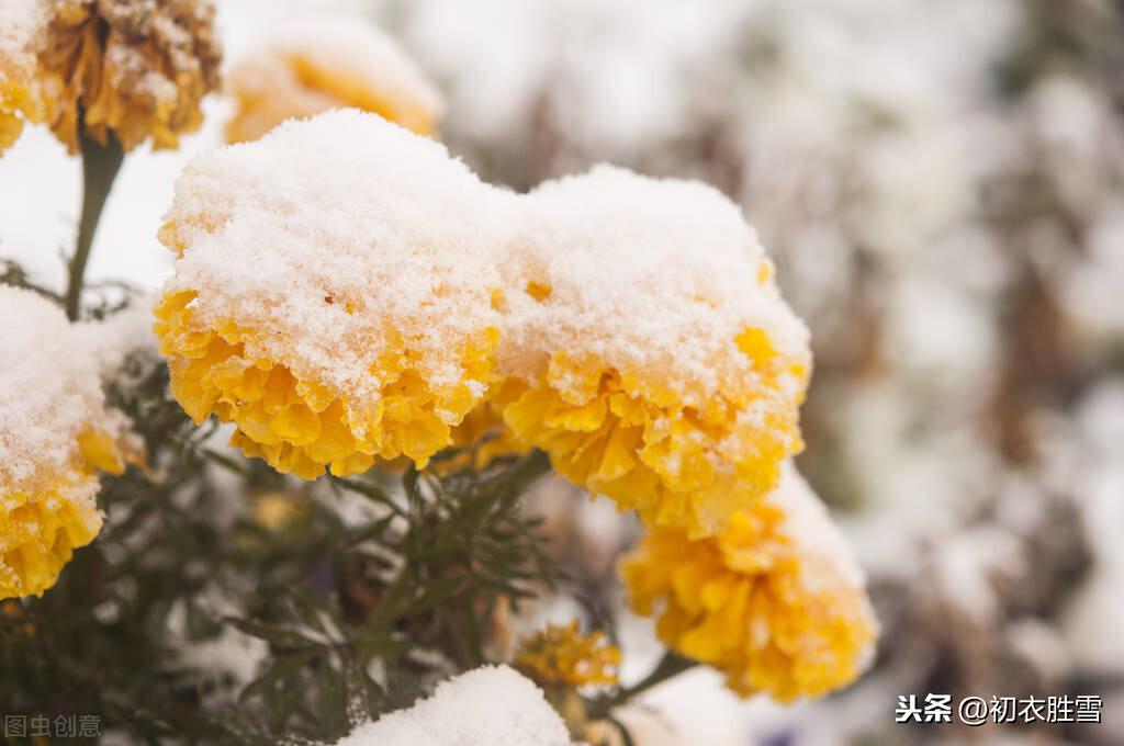 形容雪很美的诗句（小雪节气小雪诗10首）